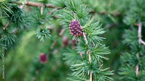 Foto Spring larch branch with fresh green needles and young pink female cones, often called larch roses