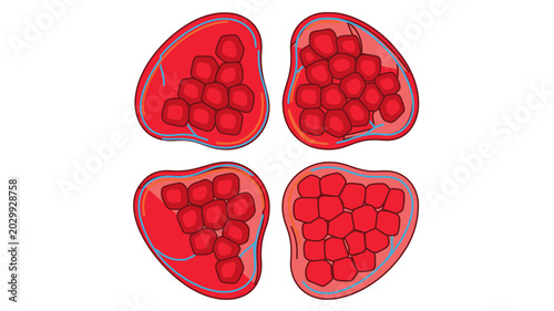 Vivid vector illustration of sliced pomegranate arils and seeds, a colorful line icon for cocktail garnish or healthy food, featuring an editable stroke with adjustable line weight and stroke.