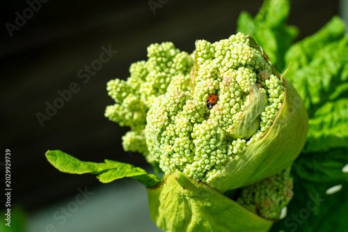 Canvastavla Rhubarb (Rheum rhabarbarum) is a plant belonging to the genus Rhubarb, family Asteraceae