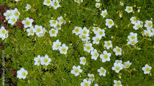Tableau sur toile Natural background of white saxifrage flowers in spring.
