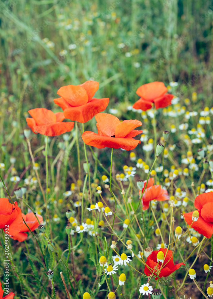 Obraz premium red poppies in the field