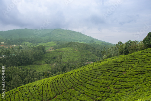 Scenic Tea Plantation Landscape in Munnar Kerala India During Summer Vacation