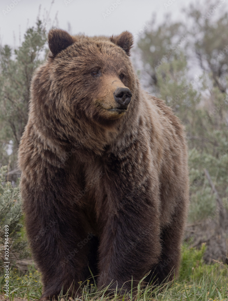 Fototapeta premium Grizzly Bear in Springtime in Yellowstone National Park Wyoming