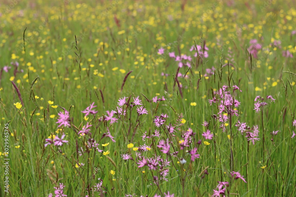 Obraz premium Wild flowers and long grasses in a meadow in summer
