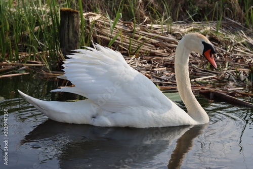 Картината върху платно Mute swan on a canal