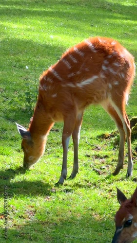 Une biche