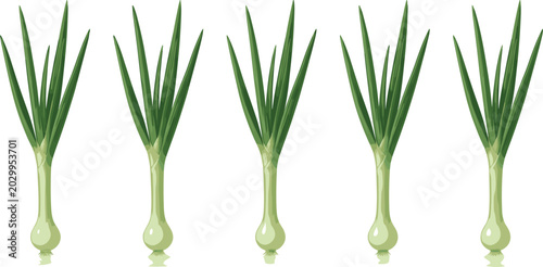 Foto Vector illustration set of fresh green onions or scallions with roots, showing f
