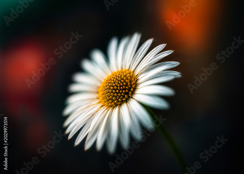 Artistic Daisy Flower Macro with Cinematic Bokeh