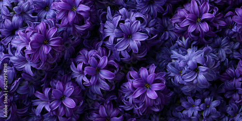 Top-Down View of Purple and Blue Hyacinth Flowers