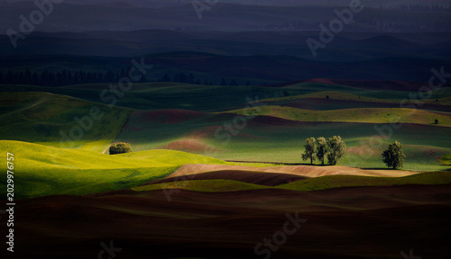 Landscapes of lushly green rolling hills and few oak trees in foreground in beautiful  afternoon lights 