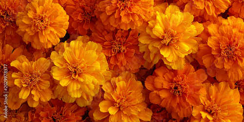 Top-Down View of Orange Marigold Flowers Filling Frame