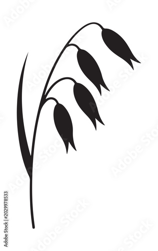 Wild oat plant with seed heads black silhouette