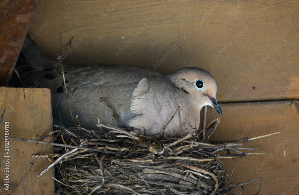 Morning Dove Images – Browse 78,478 Stock Photos, Vectors, and