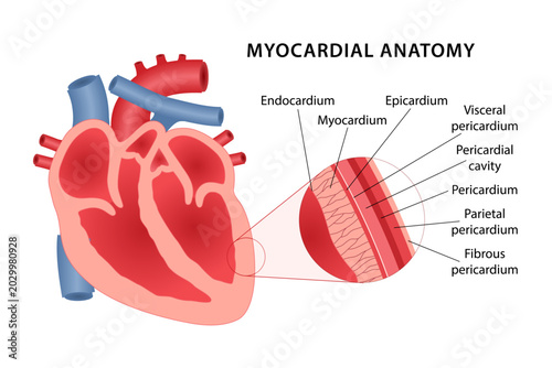 Photos Myocardial anatomy