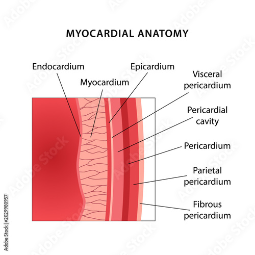Schilderij op canvas Myocardial anatomy