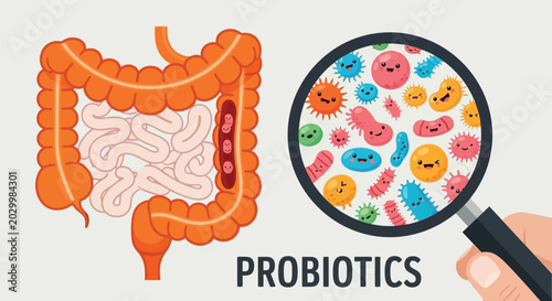 Foto Probiotics gut health concept illustration showing human digestive system anatomy and magnification of diverse beneficial bacteria colony under magnifying glass