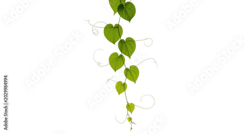 Green vine with heartshaped leaves isolated on transparent background