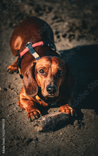dog on the beach