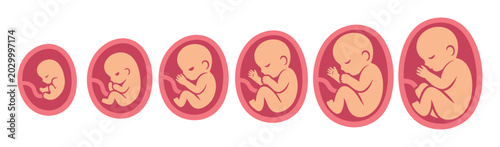 Human fetus stages of development from early embryo to full-term baby inside the womb. Pregnancy and gestation concept