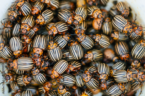 Quadro su tela Colorado potato beetles, known as global agriculture pests, infest potato plants