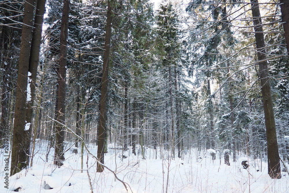 Fototapeta premium Snow lies thick on the ground in a forest in Taiga Karelia. Tall spruce and fir trees stretch up, their branches heavy with snow. The scene shows the stillness of winter in the woods