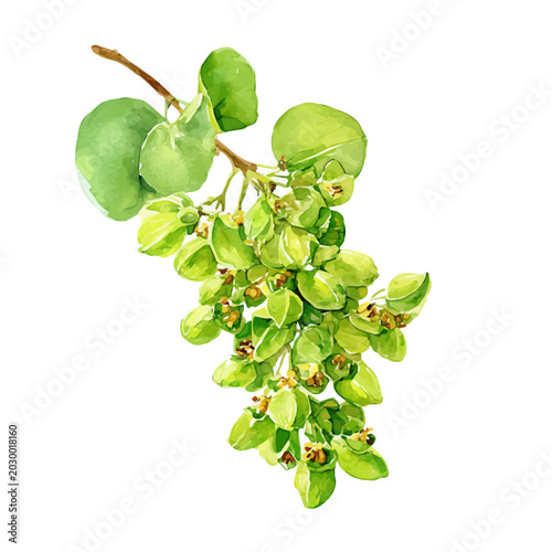 Fotografie Gokshura watercolor artwork, high-quality professional vector illustration isolated on a white background