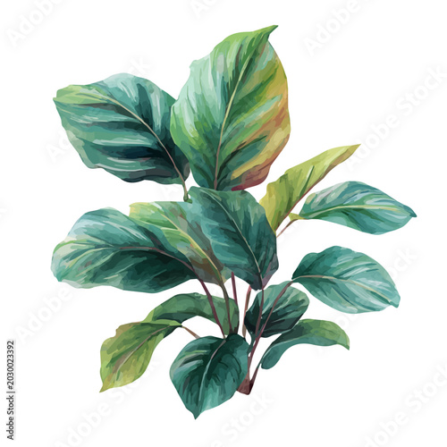 Photos Calathea watercolor vector, hand-painted style, high-quality illustration isolated on white background