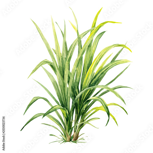 Quadro em tela Lemongrass watercolor vector, hand-painted style, high-quality illustration isolated on white background