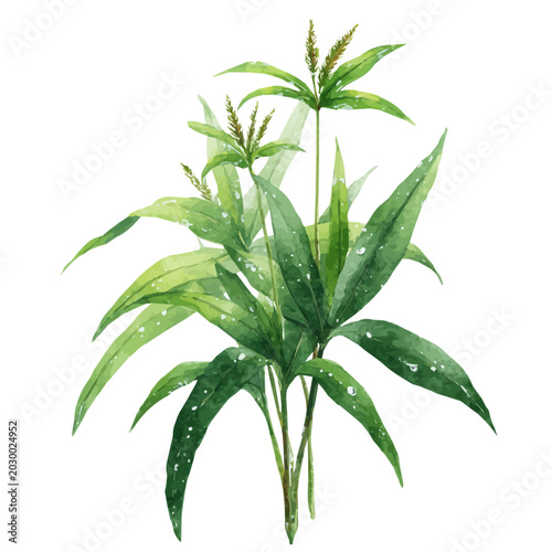 Schilderij op canvas Shatavari watercolor vector illustration, high-quality artwork isolated on a pure white background