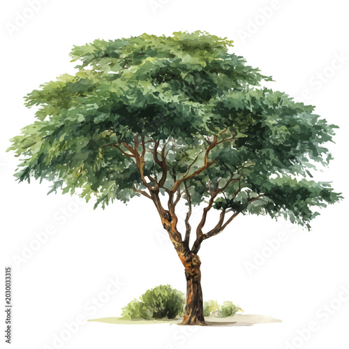 Принти на полотні Stylized watercolor Acacia Tree vector, modern artistic illustration with high-quality details on a pure white background