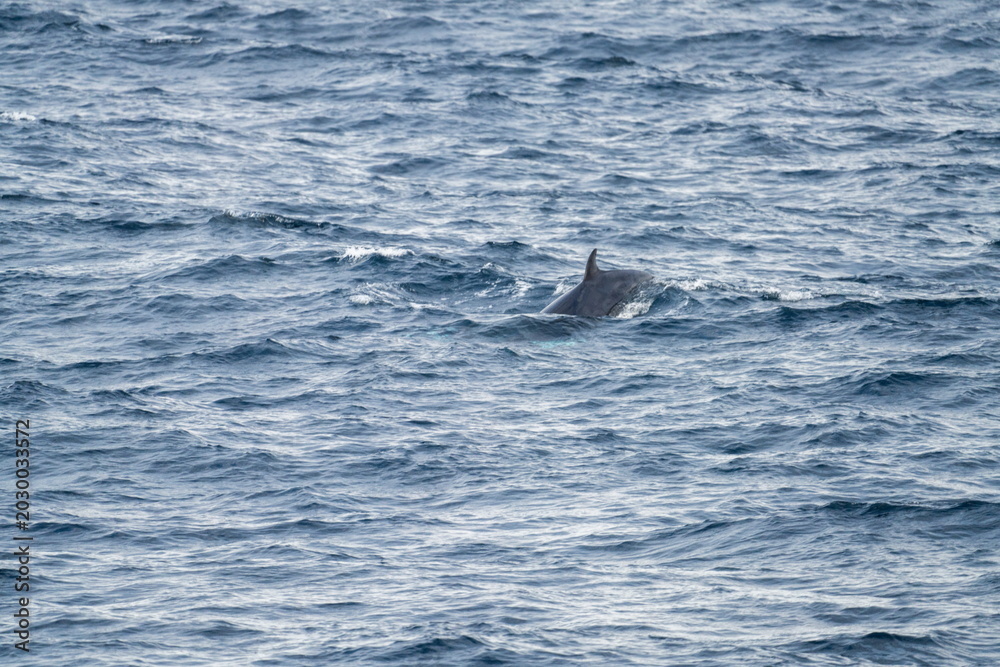 Fototapeta premium Northern minke whale (Balaenoptera acutorostrata) off the coast of Svalbard, Norway, near Alkhornet