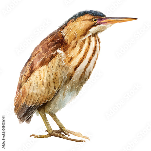 Tablou pe pânză Stylized watercolor Bittern vector, modern artistic illustration with high-quality details on a pure white background