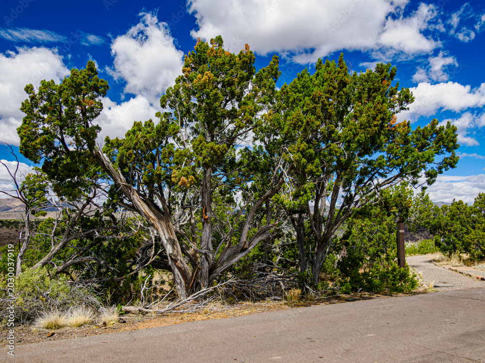 Fototapeta premium Two large gnarled Utah Pines stand at the entrance to the Bandelier National Monument park in New Mexico