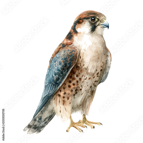 Canvas Print Falcon watercolor artwork, high-quality professional vector illustration isolated on a white background
