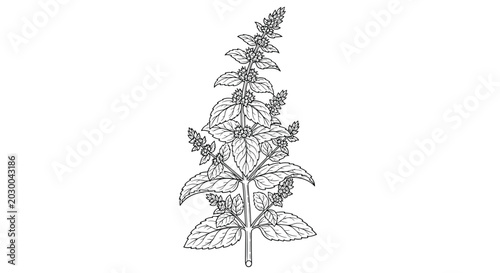 Detailed black and white botanical line art of a basil or mint plant with realistic leaves and flower spikes on a plain background.