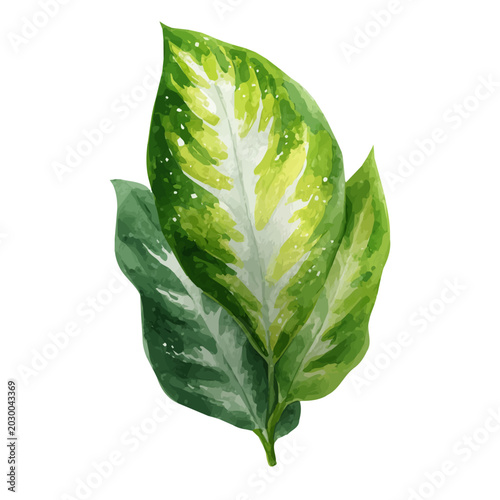 Φωτογραφία Dieffenbachia Leaf watercolor vector illustration, high-quality artwork isolated on a pure white background