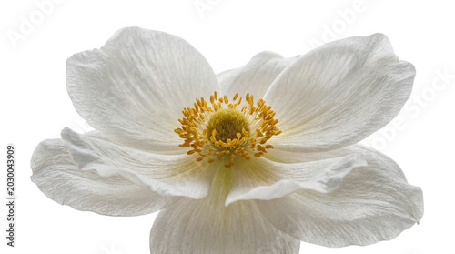 Cuadro en lienzo Delicate white Japanese anemone flower with yellow center during soft studio lig