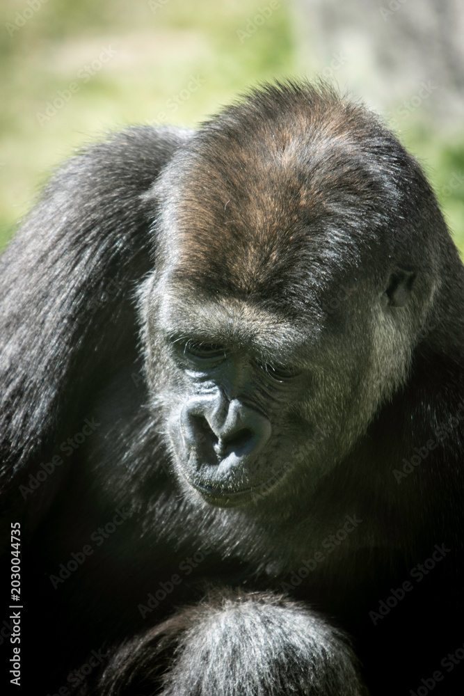 Naklejka premium Primate