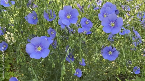 Blue flowers flax linum in the field.