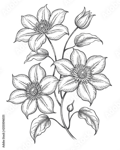 Fotografie Vintage clematis flower cluster in detailed line engraving art.