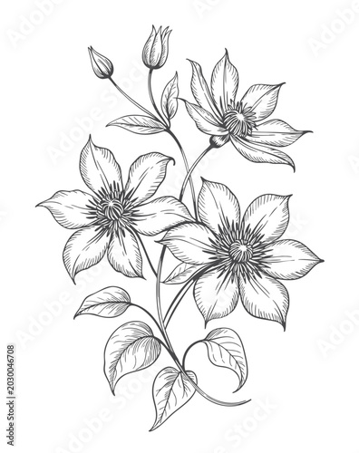 Vászonkép Classic clematis botanical composition in refined ink drawing style