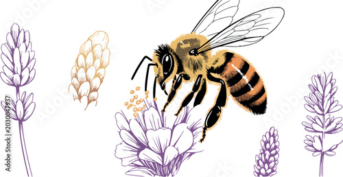 Foto Honey bee collecting nectar from purple lavender flowers hand drawn detailed wildlife illustration isolated