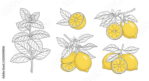 Botanical line art illustrations of fresh yellow lemons on branches with blossoms and green mint leaves on a white background.