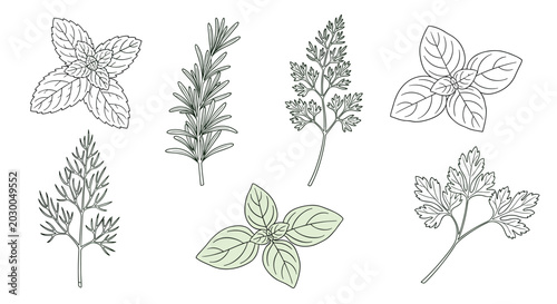 Set of detailed hand-drawn botanical illustrations of fresh culinary herbs including mint, rosemary, parsley, basil, and dill.