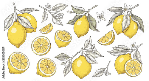 Detailed botanical illustration of yellow lemons on branches with green leaves, white flowers, and various fruit slices.