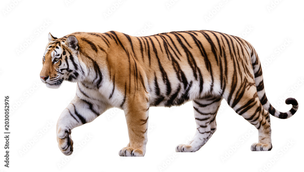Obraz premium Majestic Bengal tiger with orange and black stripes, isolated on transparent background