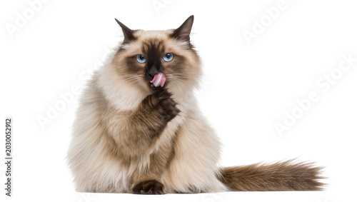 Quadro su tela Fluffy Birman cat licking its paw, isolated on transparent background