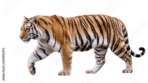 Fotografie Majestic Bengal tiger with orange and black stripes, isolated on transparent bac
