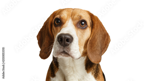Tableau sur toile Beagle dog face with brown and white fur, isolated on transparent background