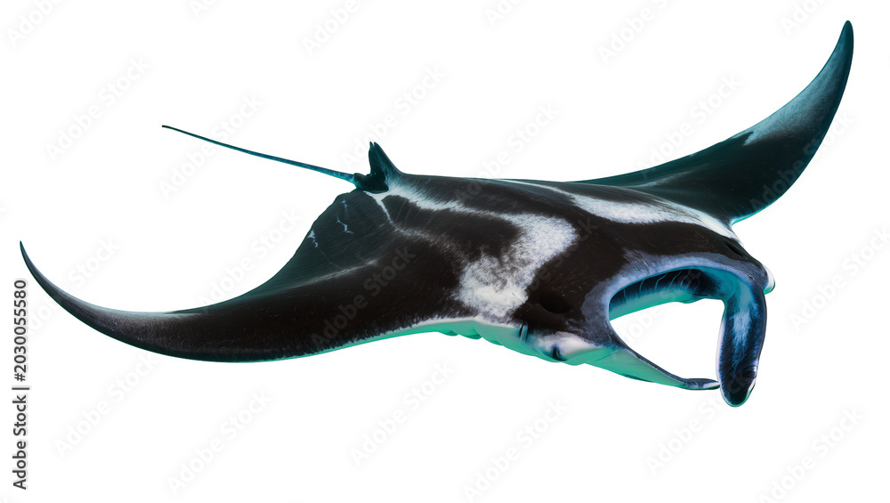 Obraz premium Majestic manta ray with black and white markings, isolated on transparent background